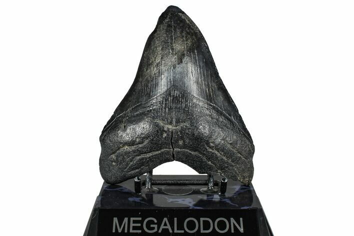 Fossil Megalodon Tooth - South Carolina #360765